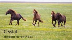  Presentation with wild horse - Slides enhanced with wild horses - horse in field on green background and a yellow colored foreground