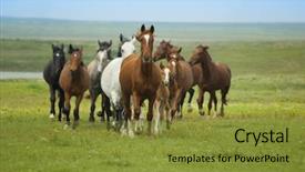  Presentation with wild horse - Slides having wild horses - horse running herd in steppe background and a gold colored foreground