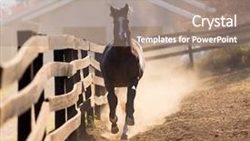  Presentation with wild horse - PPT theme having wild horses - loosing horse running towards background and a coral colored foreground