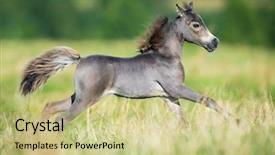  Presentation with foal - Audience pleasing PPT theme consisting of wild horses - small horse small horse galloping backdrop and a soft green colored foreground
