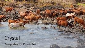  Presentation with wild horses - Colorful slide deck enhanced with wild horses at easter island backdrop and a light gray colored foreground