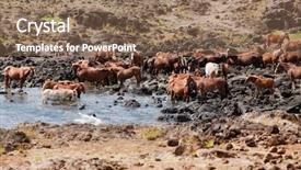  Presentation with wild horses - Audience pleasing PPT layouts consisting of wild horses at easter island backdrop and a violet colored foreground