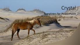  Presentation with wild horses - Amazing PPT theme having wild horses graze backdrop and a light blue colored foreground