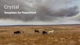  Presentation with wild horses - Presentation theme enhanced with wild-horses-in-american-prairie background and a gray colored foreground
