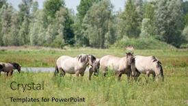  Presentation with wild horses - Beautiful presentation theme featuring wild horses in dutch landscape the millingerwaard backdrop and a yellow colored foreground