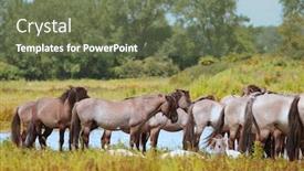 Presentation with wild horses - Beautiful presentation theme featuring wild horses in nature landscape near lake backdrop and a tawny brown colored foreground