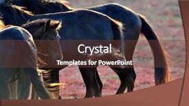  Presentation with wild horses - Slides enhanced with wild horses on field background and a tawny brown colored foreground