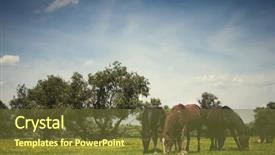  Presentation with wild horse - Theme enhanced with wild horses on flower field background and a tawny brown colored foreground