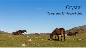  Presentation with wild horses - Presentation theme having wild-horses-pasturing background and a teal colored foreground