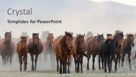  Presentation with wild horses - Cool new presentation design with wild-horses-riding backdrop and a sky blue colored foreground