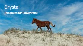  Presentation with wild horses - Slide set having wild-horses-roam-the-beaches background and a teal colored foreground