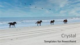  Presentation with wild horses - Audience pleasing presentation design consisting of wild-horses-roam-the-beaches backdrop and a light gray colored foreground