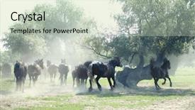  Presentation with wild horses - Beautiful theme featuring wild horses running backdrop and a soft green colored foreground