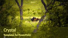  Presentation with wild horses - Cool new presentation with wild horses backdrop and a tawny brown colored foreground