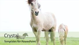  Presentation with wild horse - Cool new PPT layouts with wild icelandic horses beautiful animals backdrop and a  colored foreground