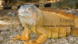  Presentation with nature - Colorful slide deck enhanced with wild-iguana-walking-freely backdrop and a gold colored foreground
