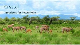  Presentation with kenya - Amazing theme having wild impalas grazing africa kenya backdrop and a sky blue colored foreground