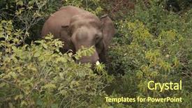  Presentation with jungle - Audience pleasing PPT theme consisting of wild indian elephant in jungle backdrop and a  colored foreground