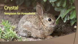  Presentation with juvenile - Colorful slide deck enhanced with wild juvenile rabbit backdrop and a tawny brown colored foreground