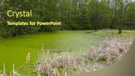  Presentation with swamp - Colorful presentation design enhanced with wild-landscape-with-green-swamp backdrop and a tawny brown colored foreground