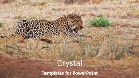  Presentation with african lion in kruger national - Presentation having wild-leopard-in-african-bush background and a coral colored foreground