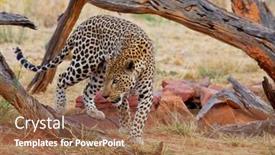  Presentation with african - Amazing PPT layouts having wild-leopard-in-african-bush backdrop and a coral colored foreground