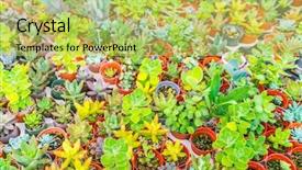  Presentation with cactus - Amazing slide deck having wild life - beautiful small cactus field backdrop and a yellow colored foreground