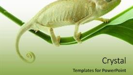  Presentation with wild flower - PPT theme with wild life - chameleon on flower background and a mint green colored foreground