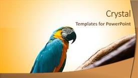  Presentation with colourful education - PPT layouts featuring wild life - colourful parrot bird sitting background and a cream colored foreground