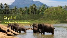  Presentation with water life - Audience pleasing PPT theme consisting of wild life - elephants herd swim in lake backdrop and a tawny brown colored foreground