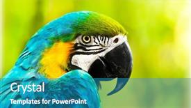  Presentation with safari south africa - Presentation design enhanced with wild life - exotic colorful african macaw parrot background and a teal colored foreground