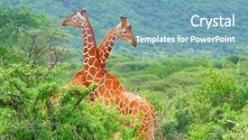  Presentation with kenya - Slides with wild life - fight of two giraffes africa background and a teal colored foreground