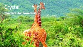  Presentation with kenya - Slide deck featuring wild life - fight of two giraffes africa background and a seafoam green colored foreground