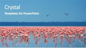 Presentation with kenya - Slides enhanced with wild life - flocks of flamingo africa kenya background and a teal colored foreground