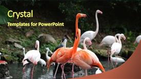  Presentation with zoo - Slides having wild life - group of pink flamingos background and a wine colored foreground