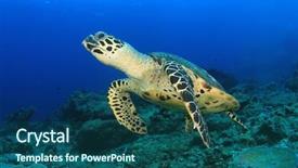  Presentation with turtle - Beautiful presentation design featuring wild life - hawksbill sea turtle backdrop and a ocean colored foreground