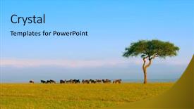  Presentation with kenya - Cool new presentation design with wild life - herd of wildebeest africa kenya backdrop and a light gray colored foreground