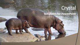  Presentation with serengeti africa - Presentation featuring wild life - hippo and her cub serengeti background and a dark gray colored foreground