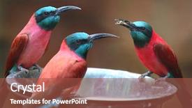  Presentation with bee - Presentation design featuring fantastic soft white clouds against blue sky background and a light blue colored foreground