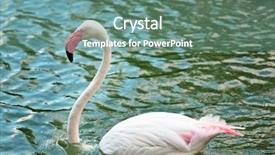  Presentation with flamingo - Cool new slides with wild life - pink flamingo backdrop and a seafoam green colored foreground