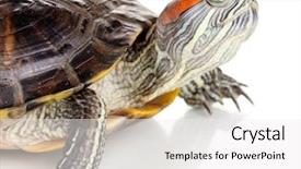  Presentation with ear - Presentation design enhanced with wild life - red ear turtle isolated background and a white colored foreground