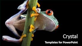  Presentation with abstract the eye - Audience pleasing presentation consisting of wild life - red eye frog backdrop and a  colored foreground