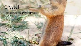  Presentation with airport ground handling - Slides having wild life - richardsons ground squirrel background and a coral colored foreground