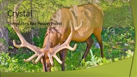  Presentation with rock climbing to top of mountain - Presentation design with wild life - rocky mountain national park elk background and a gold colored foreground