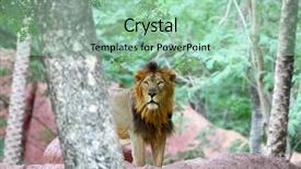  Presentation with lion - Slides enhanced with wild lion behind the tree background and a mint green colored foreground