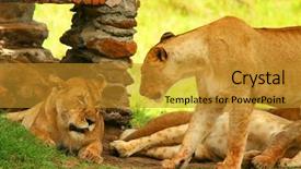  Presentation with lions - Presentation theme with wild lions africa kenya masai mara background and a gold colored foreground