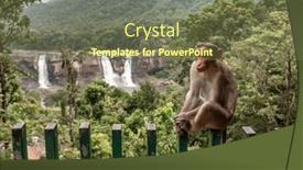  Presentation with waterfalls - Colorful slides enhanced with wild-macaque-monkey-with-athirappilly backdrop and a tawny brown colored foreground