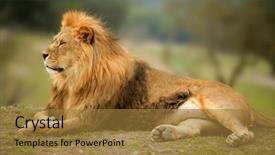  Presentation with lion king - Presentation with wild male animal portrait king background and a gold colored foreground