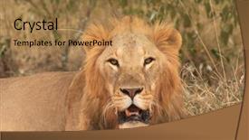  Presentation with lion king - Theme enhanced with wild male lion background and a gold colored foreground