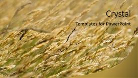  Presentation with meadow - Presentation theme having wild meadow wheat grass close background and a yellow colored foreground